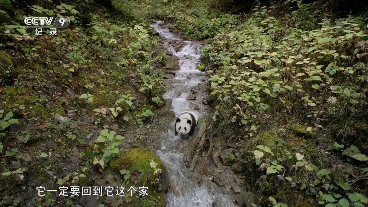 大熊猫