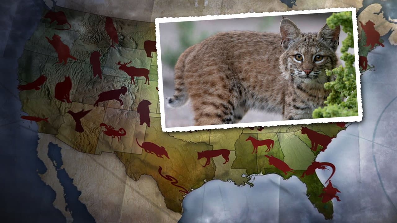 United States of Animals