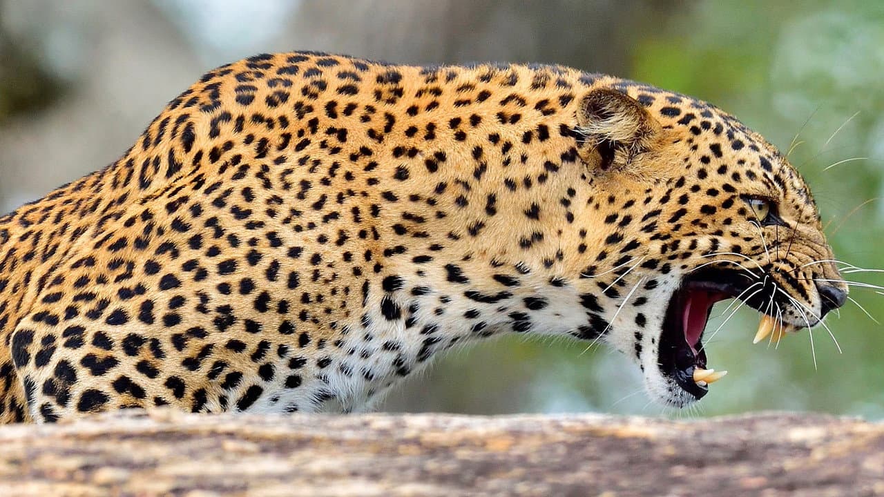 Caught In The Act 5