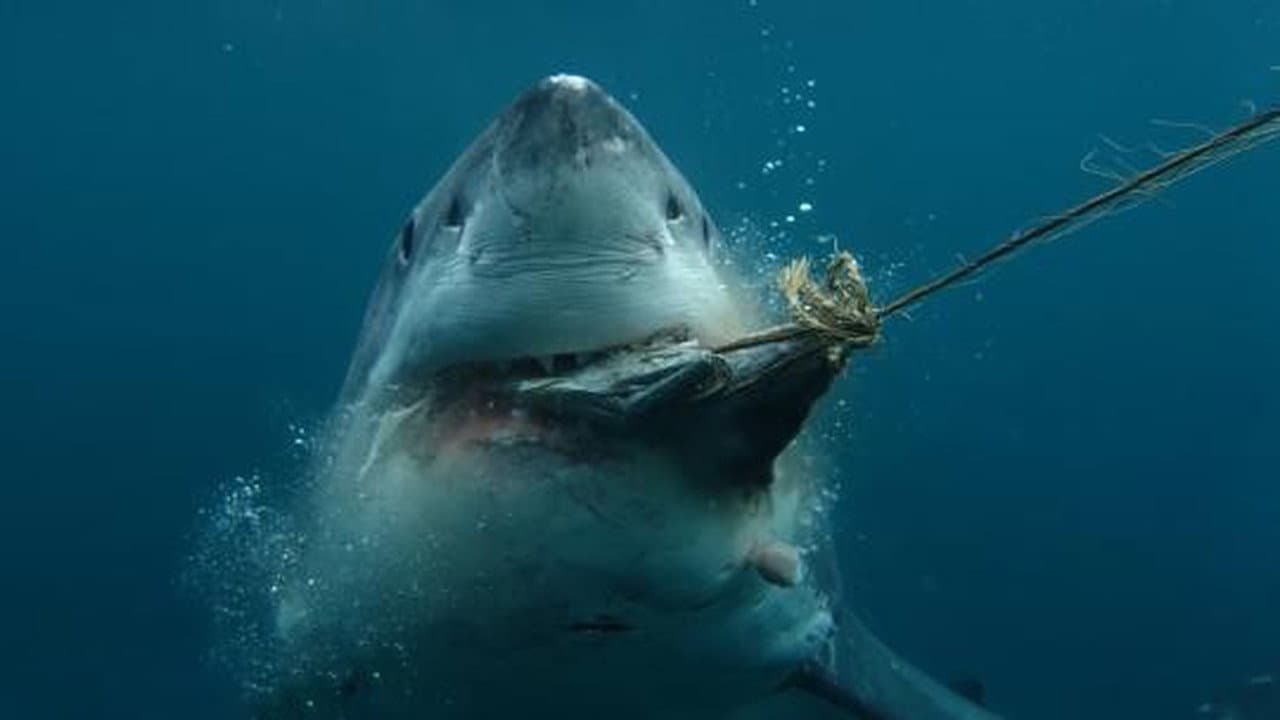 Boss Shark