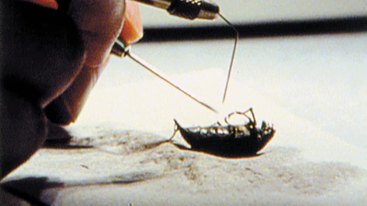 From Stag Beetle to Swastika