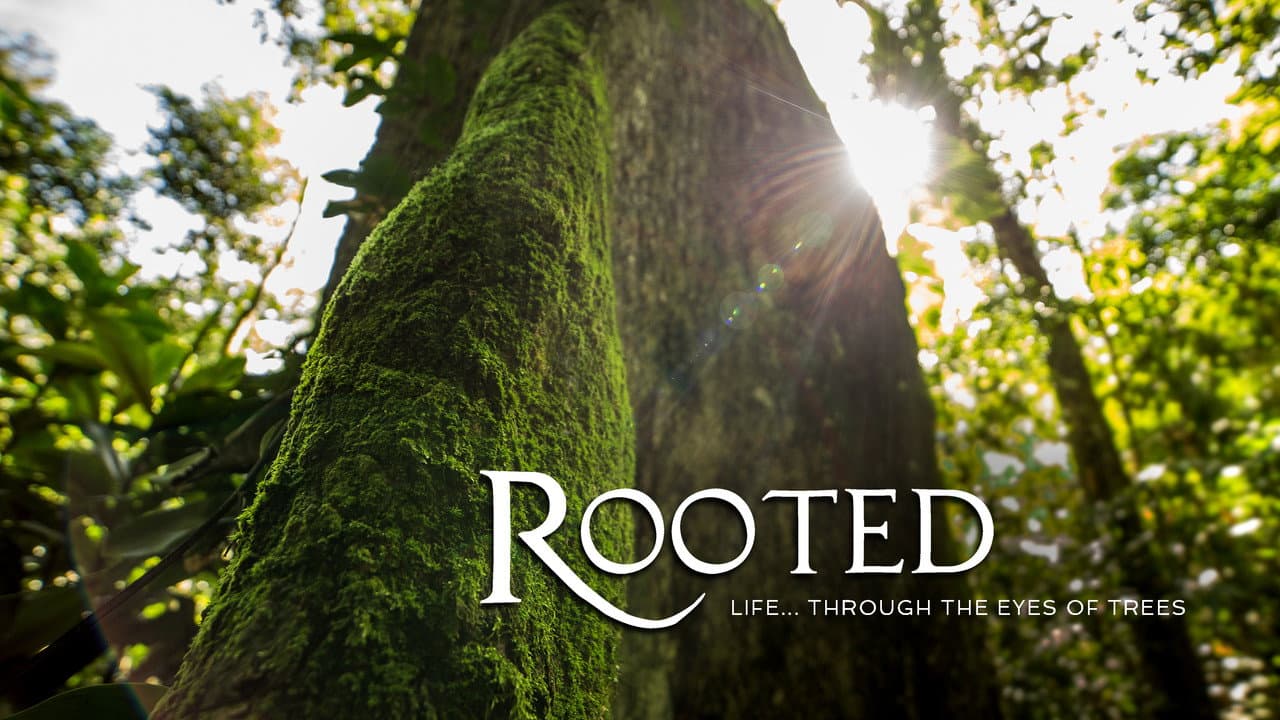 Rooted