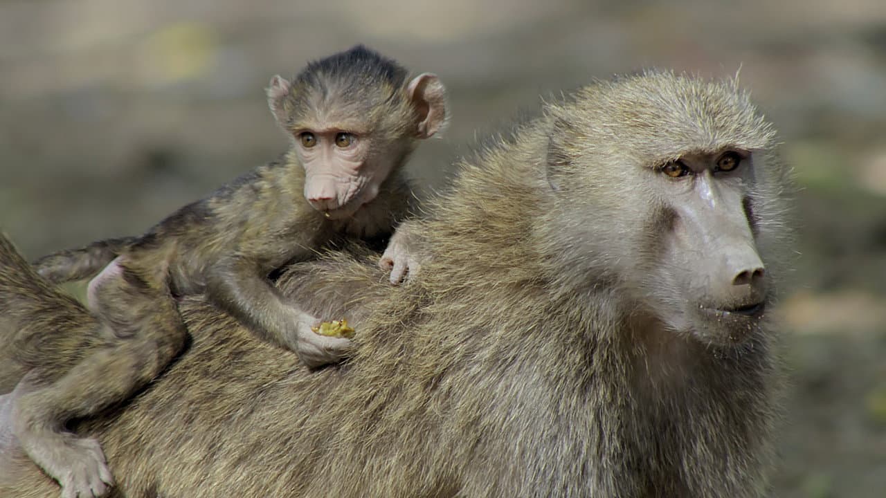 Land of Primates