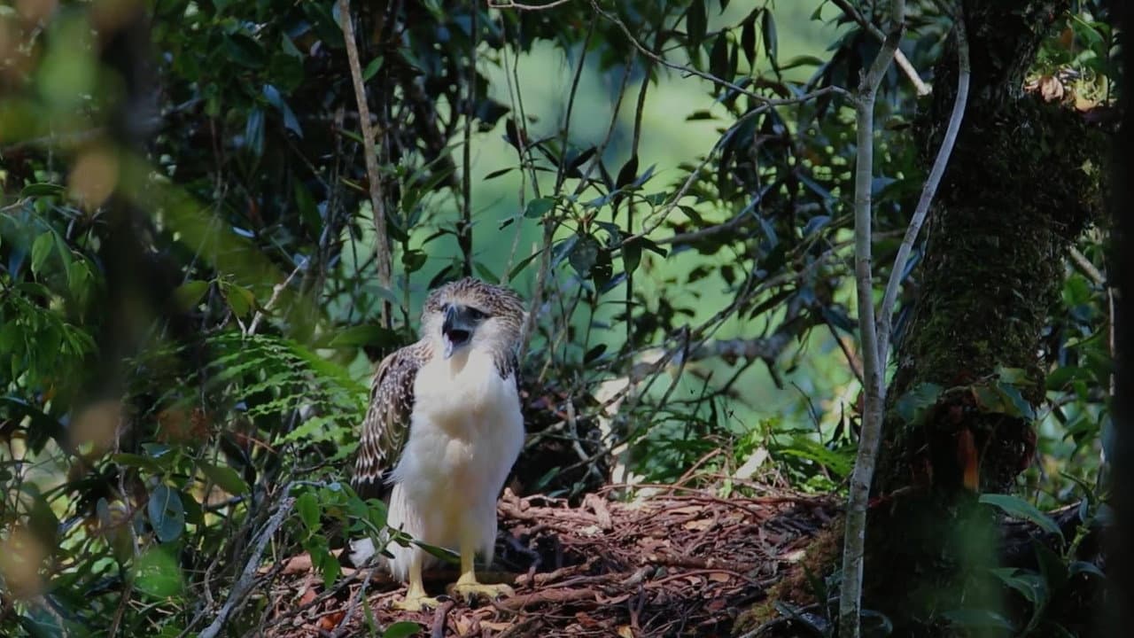 Forest Guards