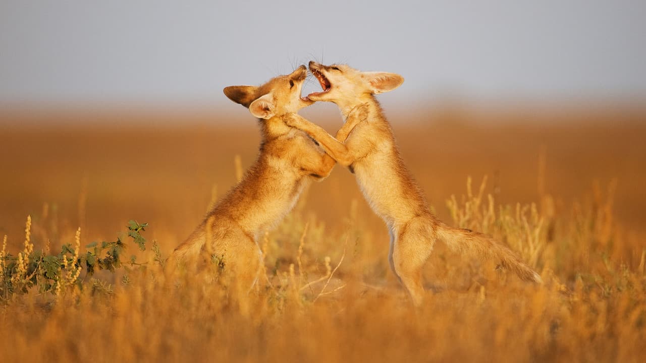 Secrets of the Wild