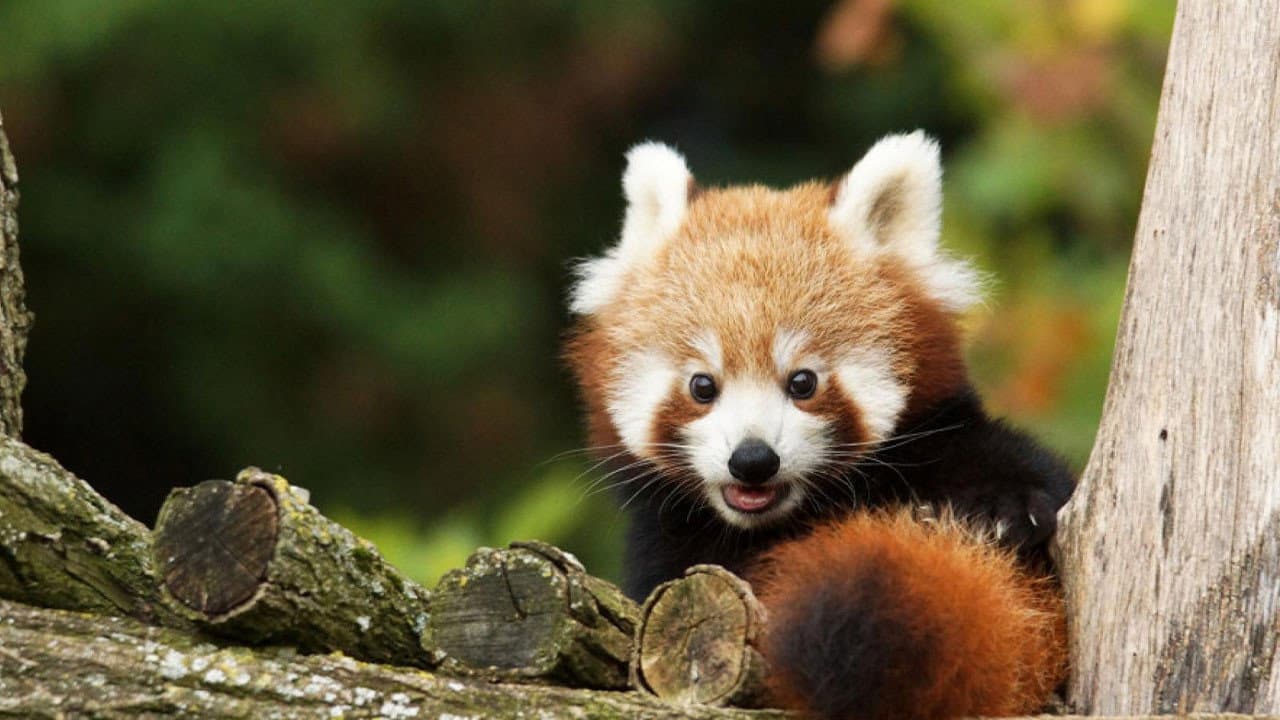 Beauval, au plus près des animaux