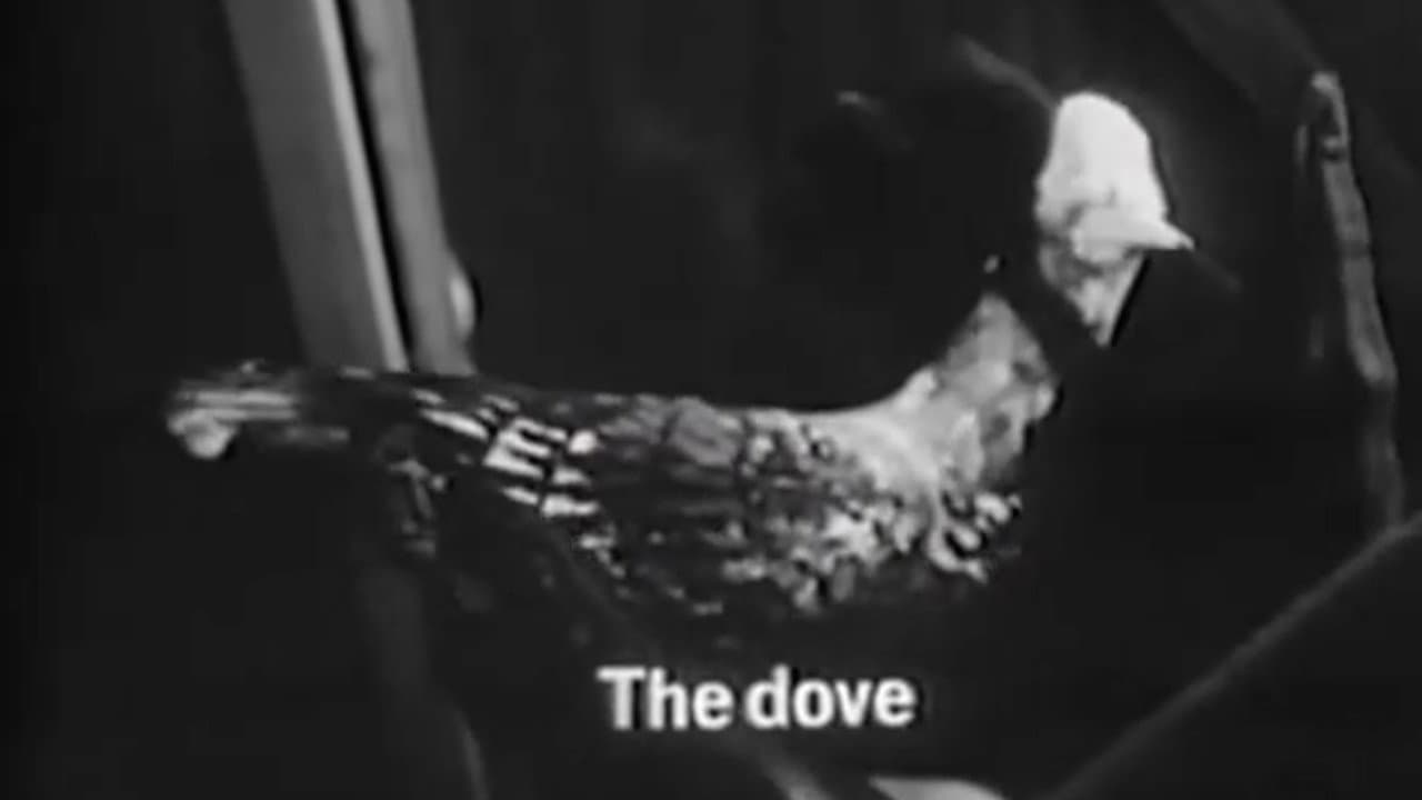 The Dove