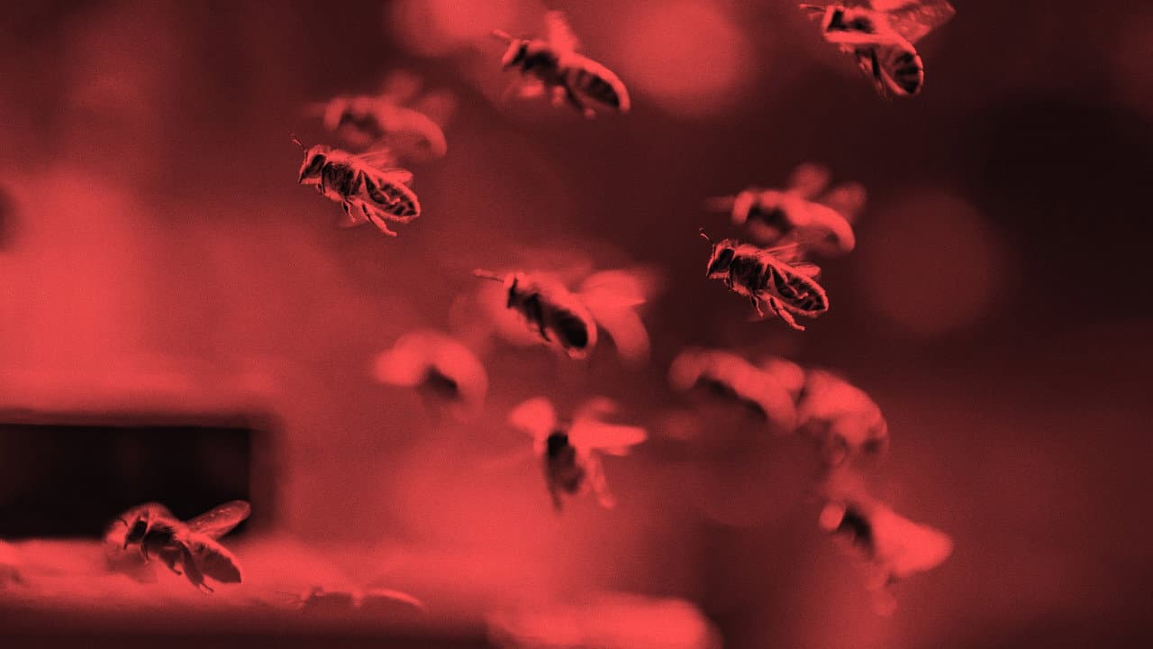 Killer Swarms