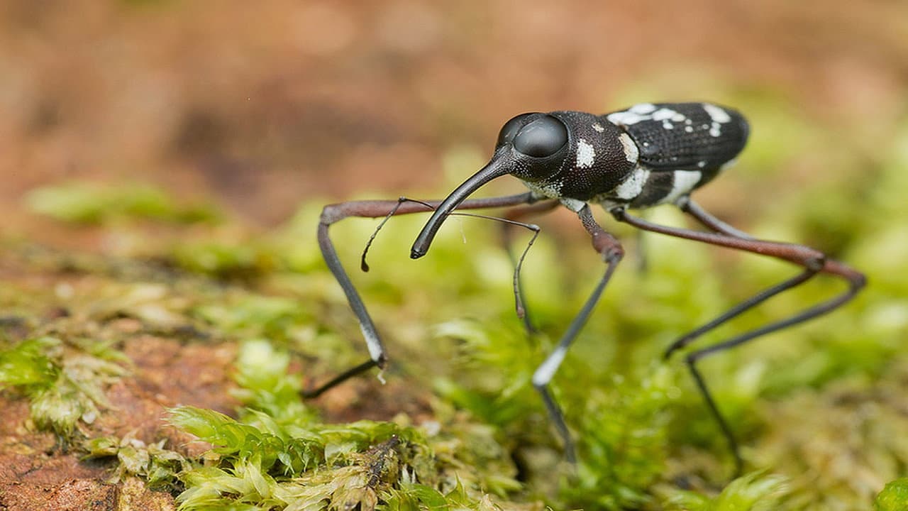 Extreme Bugs