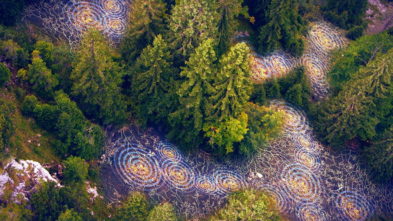 Terra X - Unsere Wälder
