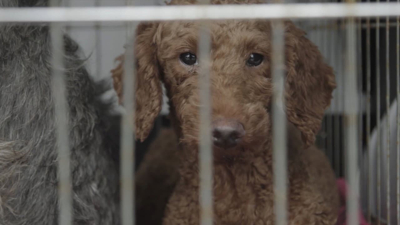 Dogspiracy