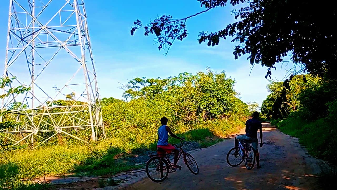 Bicycles and Trees