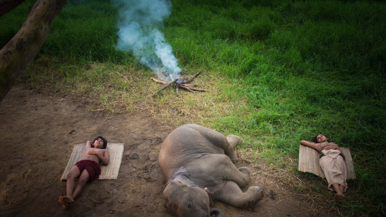 An Elephant's Tale