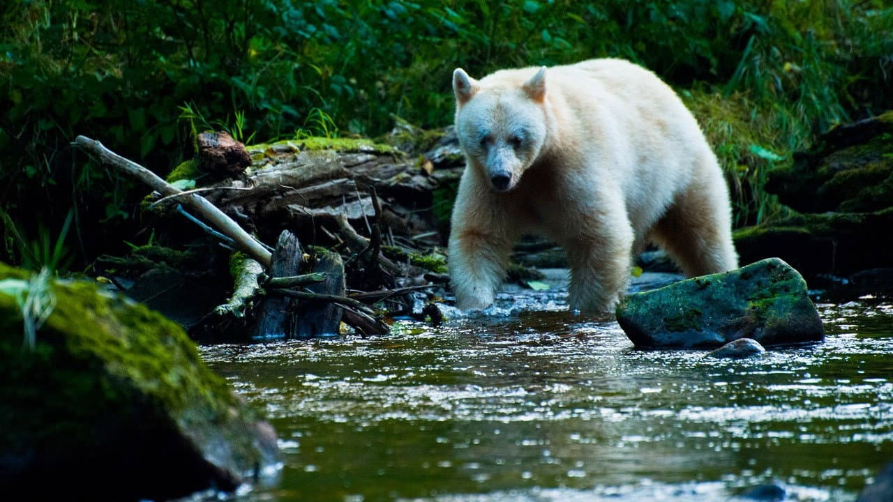 National Geographic: Nature Untamed