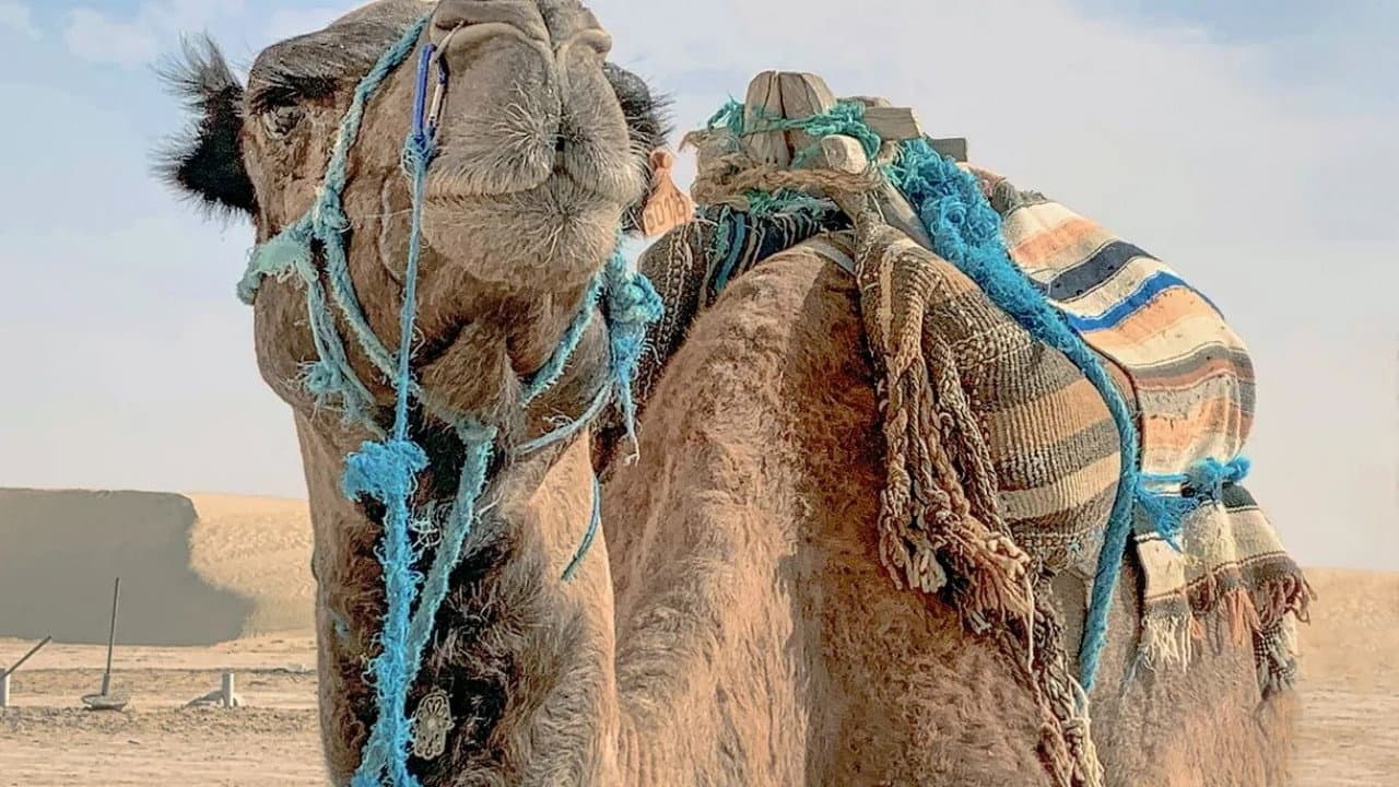 Fascinant Maghreb