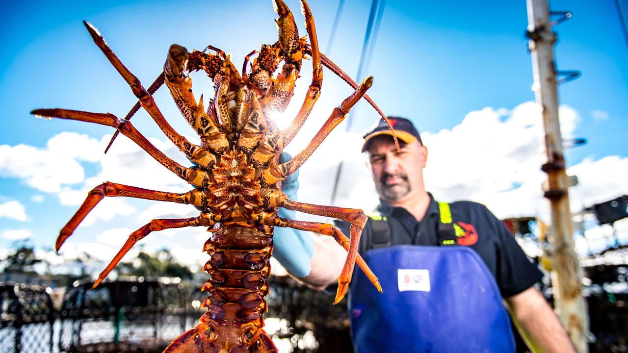 Aussie Lobster Men
