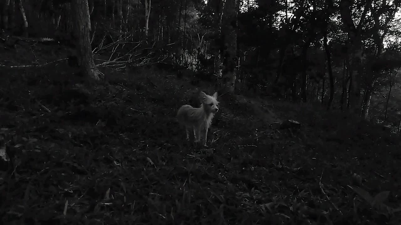 As Conspirações Alienígenas: part. I