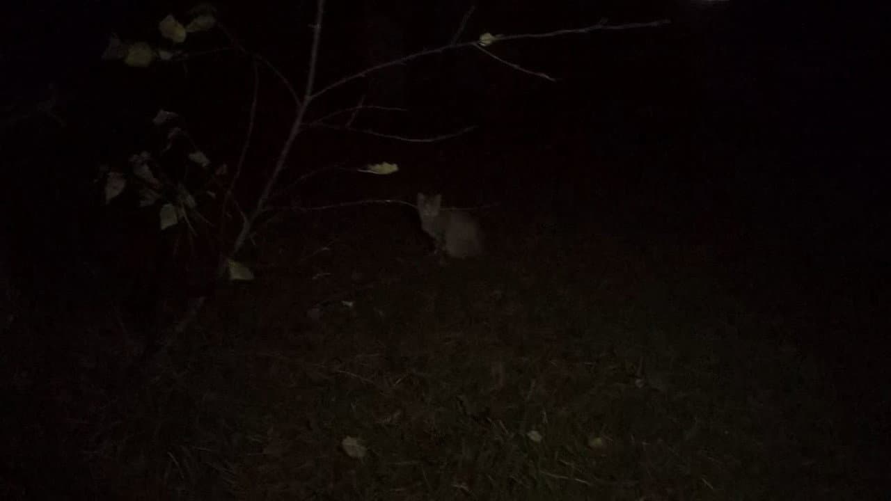 Marshmallow of Death