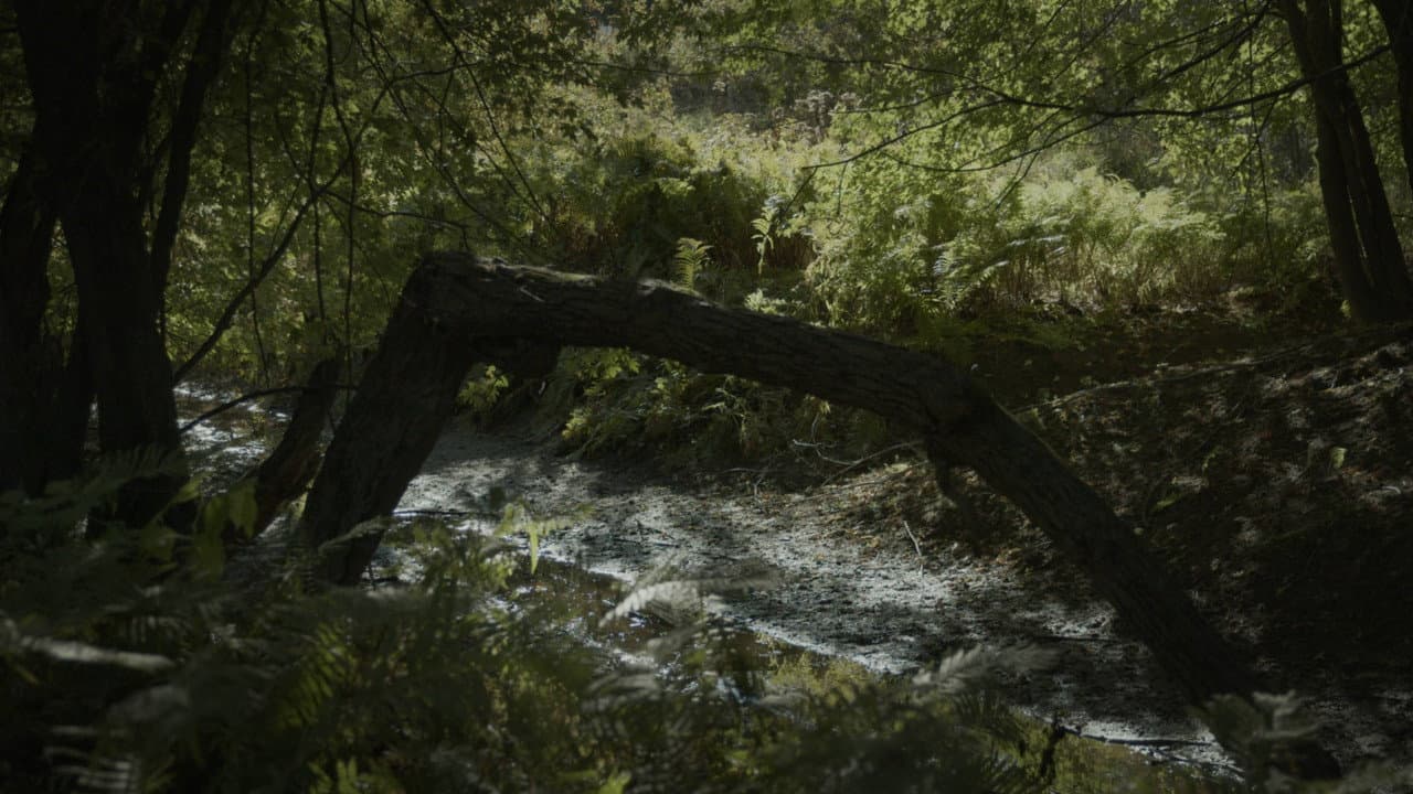SILVA NATURA