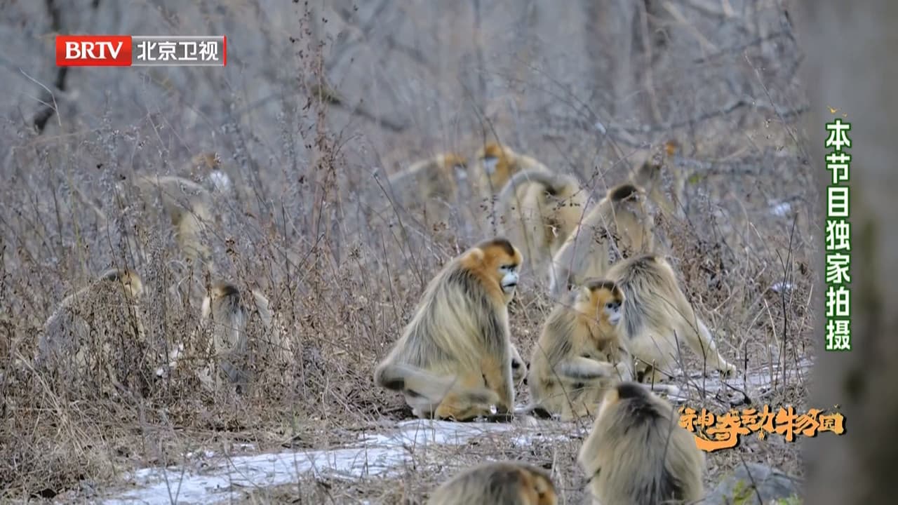 神奇动物园