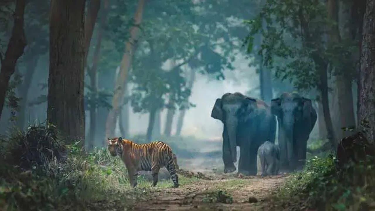 Wild India
