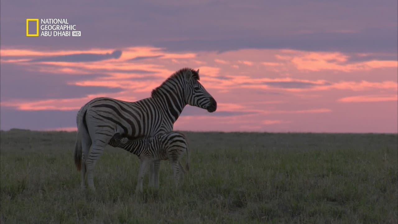 Wild Kalahari