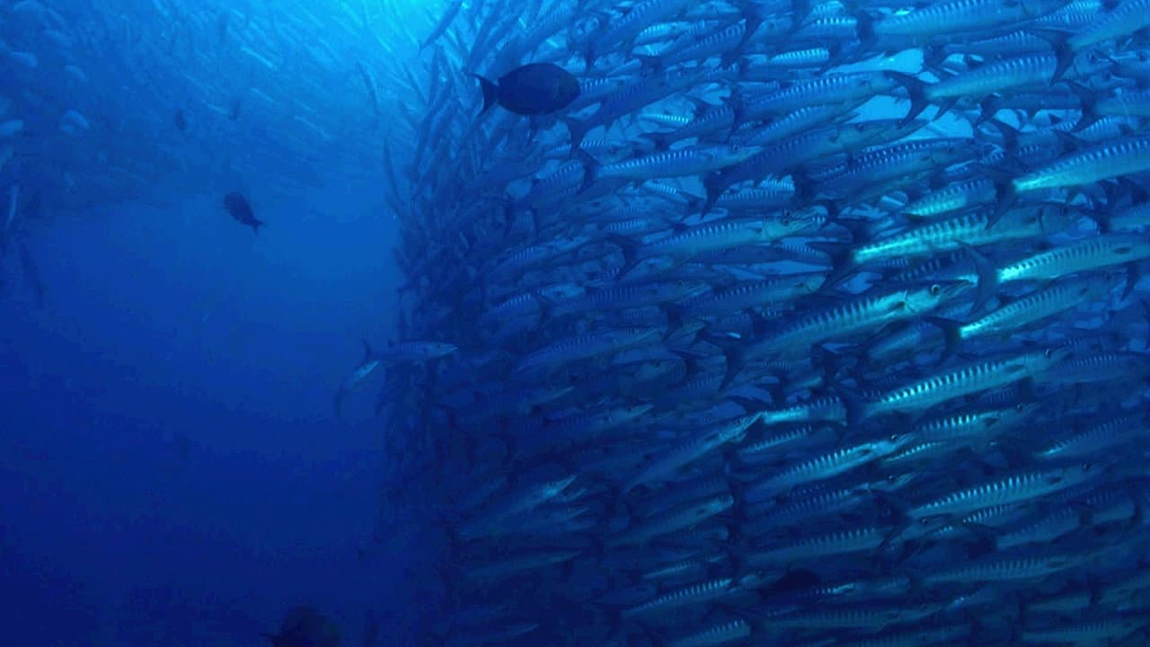 The Magic of the Big Blue. Seven Continents