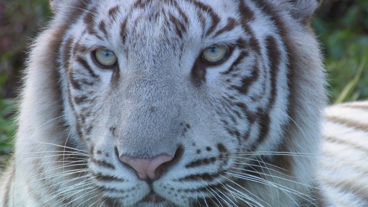 いいZooだね。～岩合光昭の動物園歩き～
