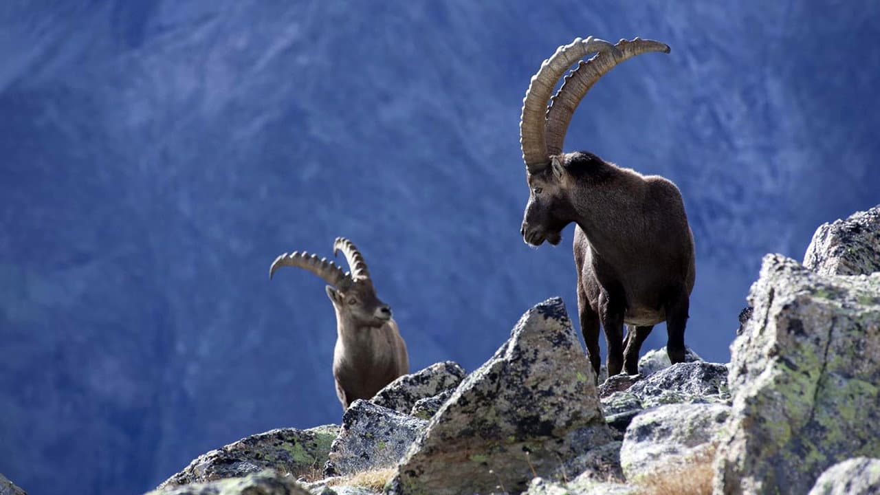 Wild Alps
