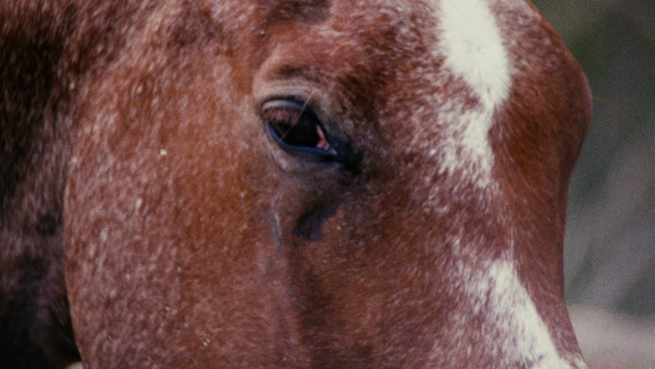 Horse Language