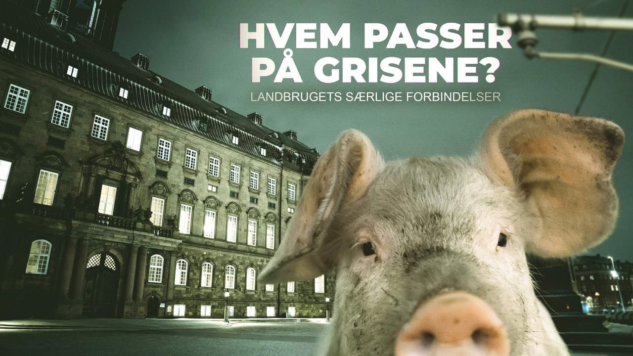 Hvem passer på grisene?