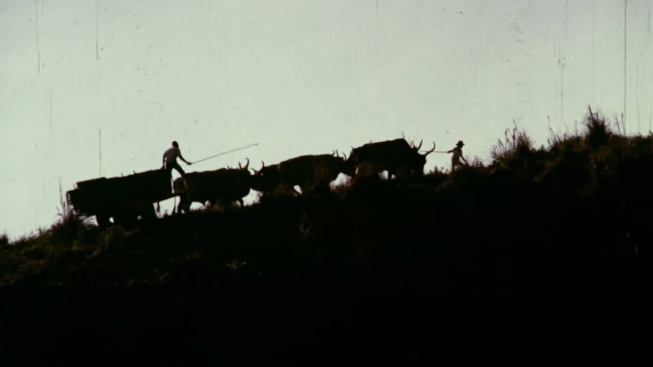 Bullock Cart