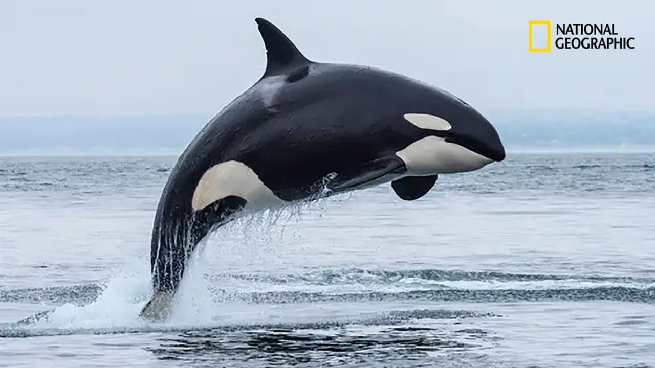 Orcas, Predators of the Seas