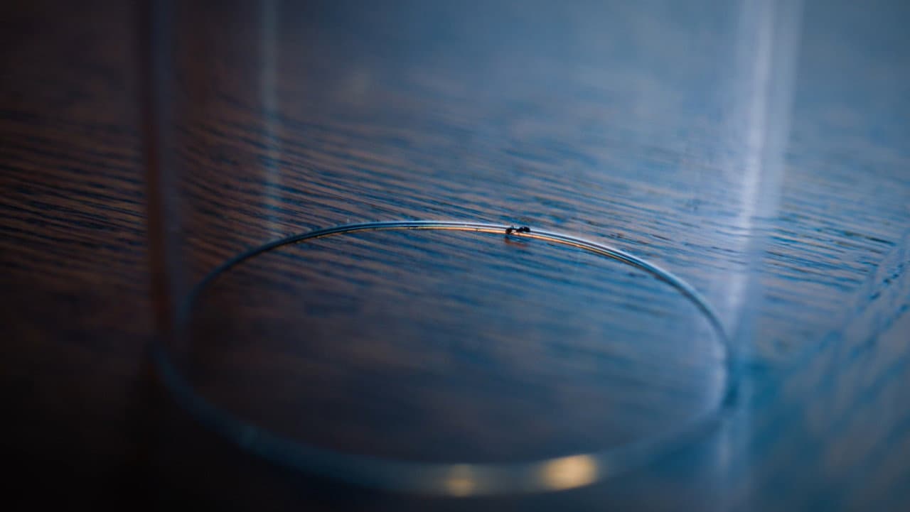 The Ant