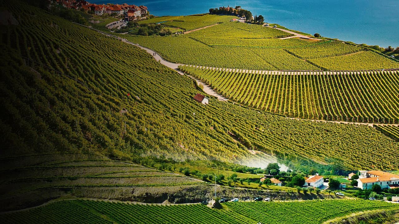 Worldwide Wine Civiliziations
