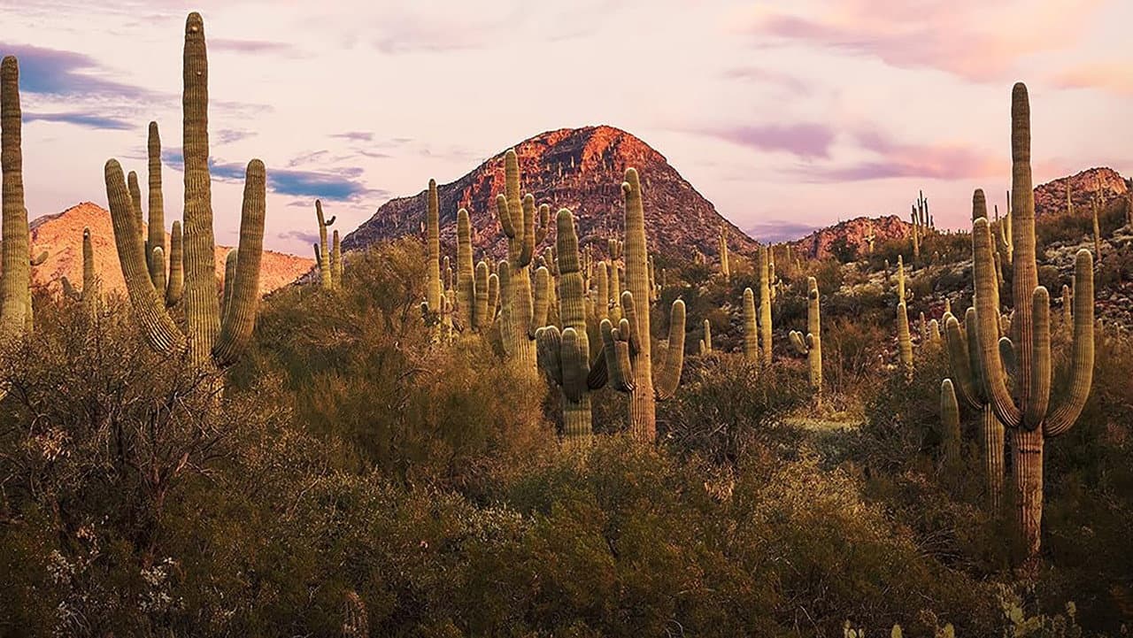 Wild Mexico