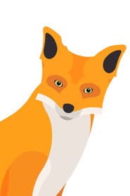 Cheddar Fox