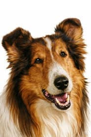 Lassie