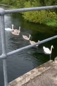 Swans