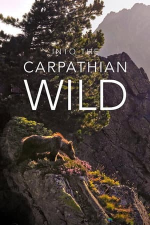 Into the Carpathian Wild