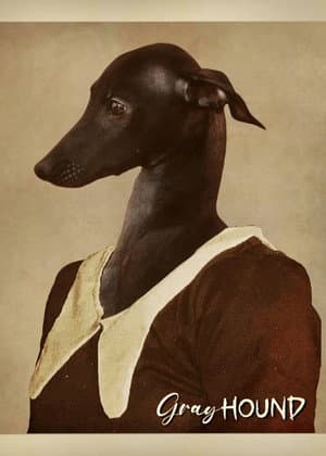 Gray Hound