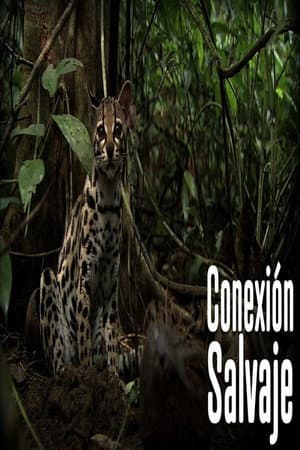 Wild Connection