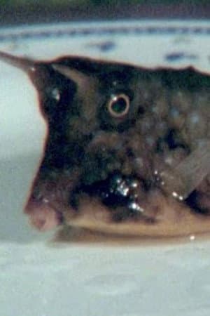 Cowfish