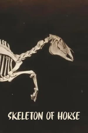Skeleton of Horse