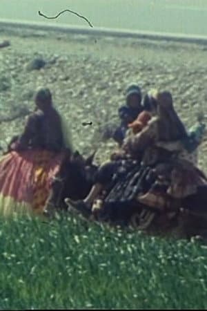Qashqai Kilim