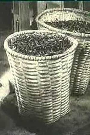 Ali Chahvadze's Tea