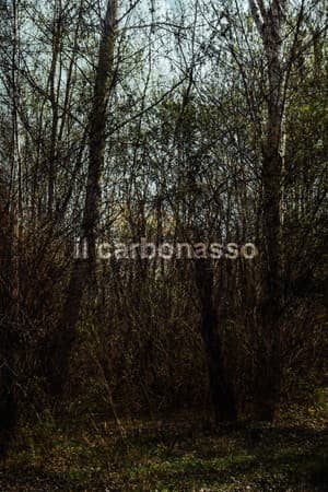 il carbonasso
