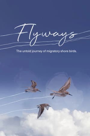 Flyways: The Untold Journey of Migratory Shorebirds