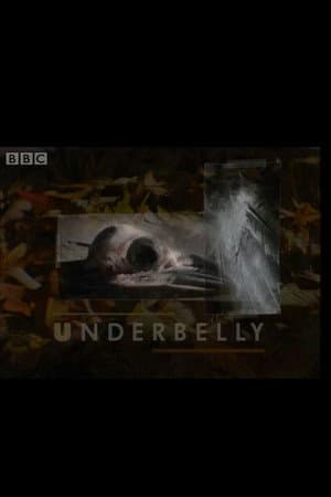 Underbelly