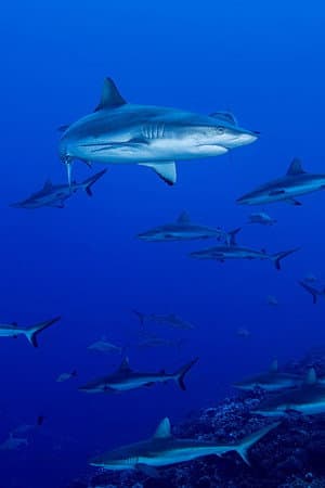 Shark Swarm